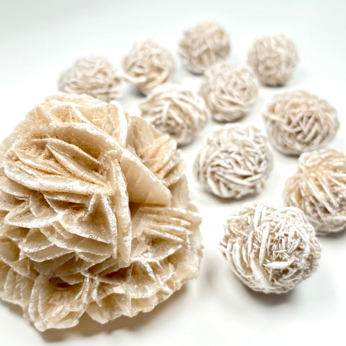 Desert Rose