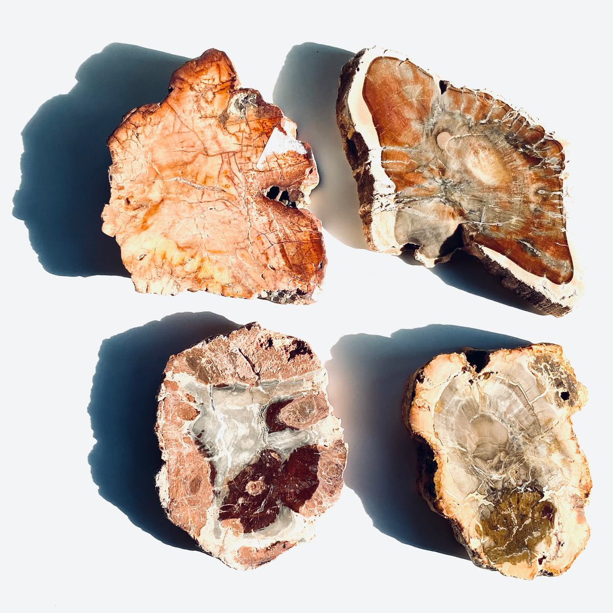 Petrified Wood