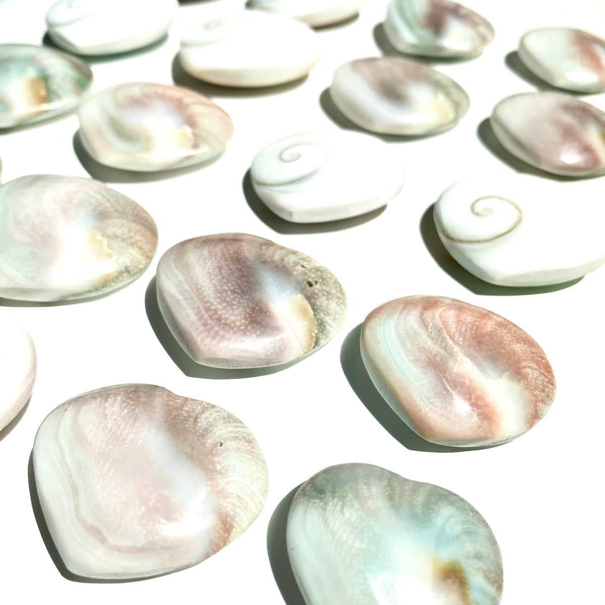 Shiva Shell Heart