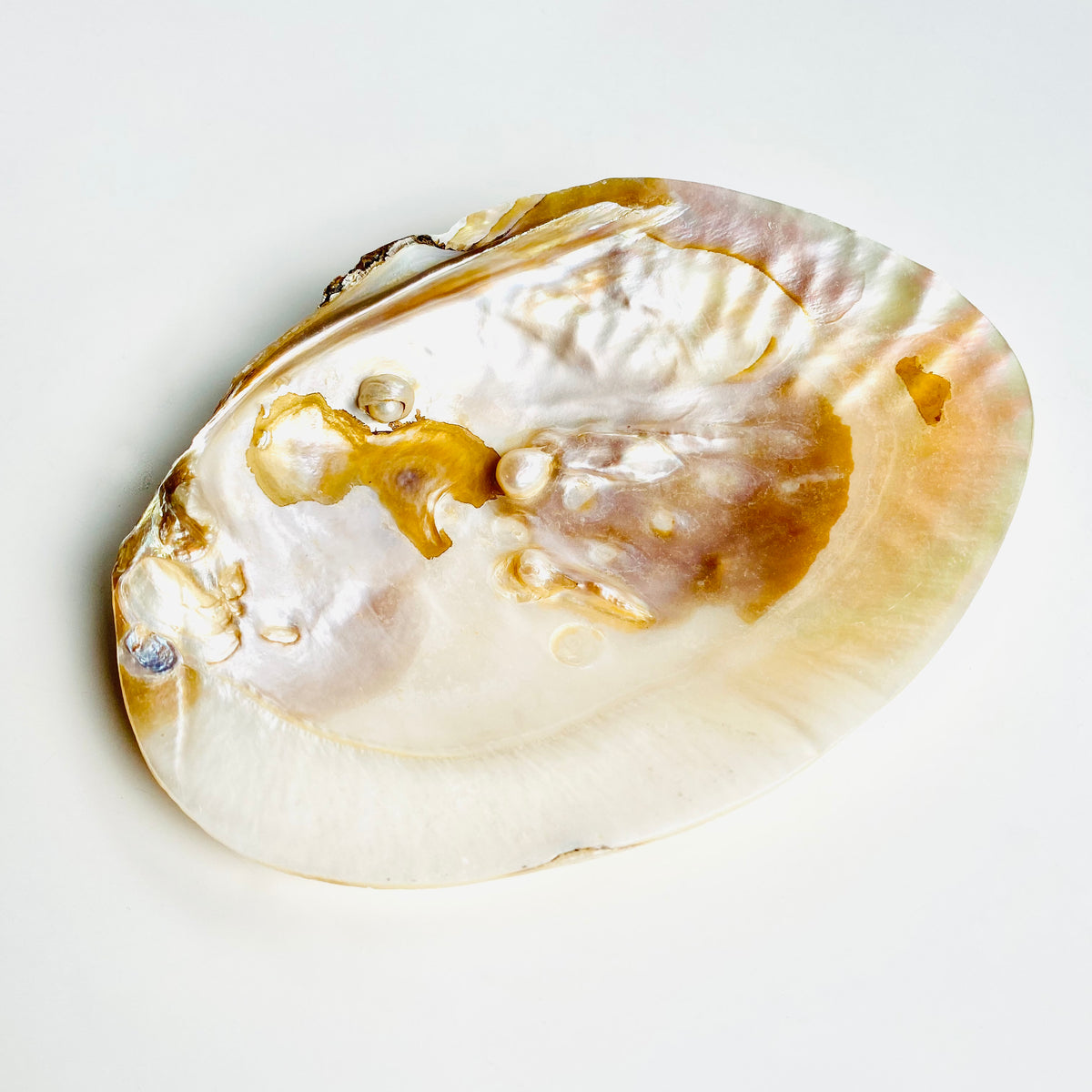 Natural Oyster Shell with real Freshwater Pearls Dish