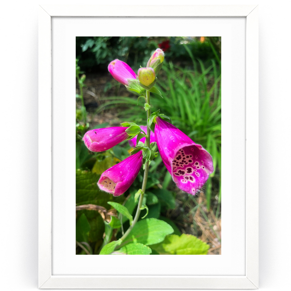 Wildflower Reverie